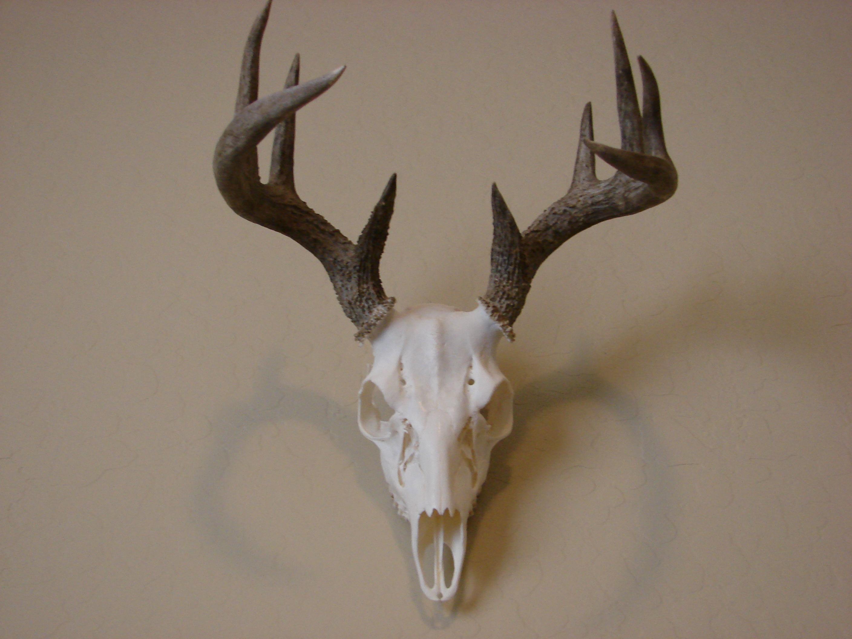 Coues whitetail skull mount